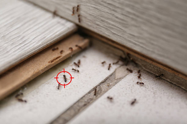 Best Pest Control for Restaurants  in Enigma, GA