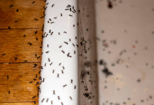 Best Affordable Pest Control Services  in Enigma, GA